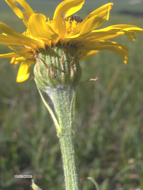 Senecio provincialis / Senecione provenzale